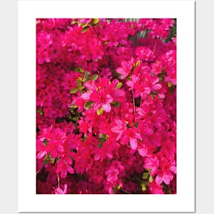 Bright pink springtime blooms Posters and Art